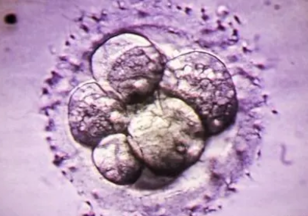 试管胚胎养囊成功的都是优质胚胎吗